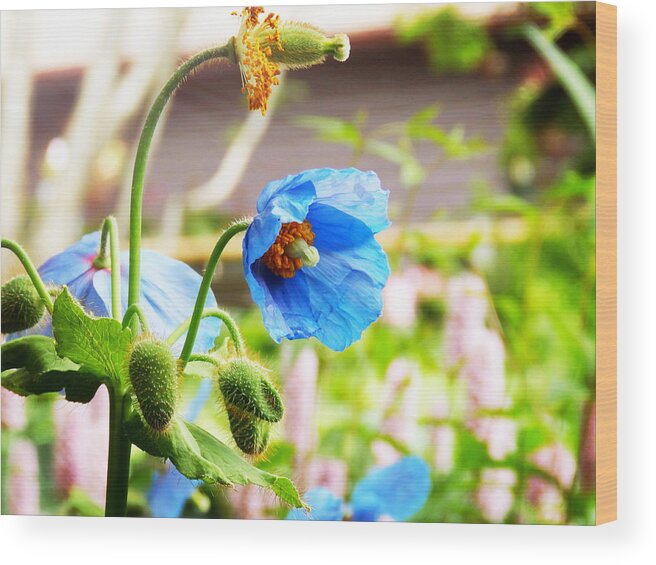 Himalayan Blue Poppy Wood Print featuring the photograph Blue Poppy by Zinvolle Art