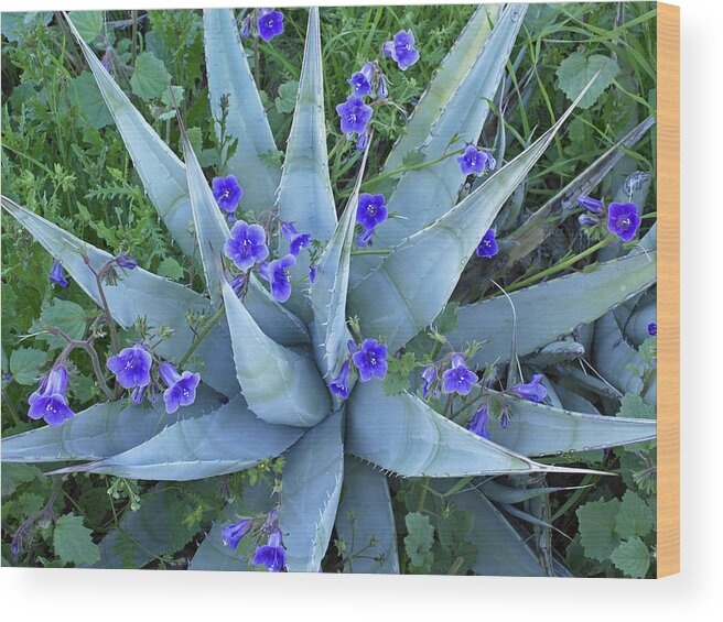 00176660 Wood Print featuring the photograph Bluebell And Agave by Tim Fitzharris