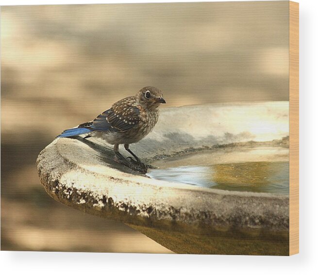 Nature Wood Print featuring the photograph Bluebird Bath Time by Sheila Brown