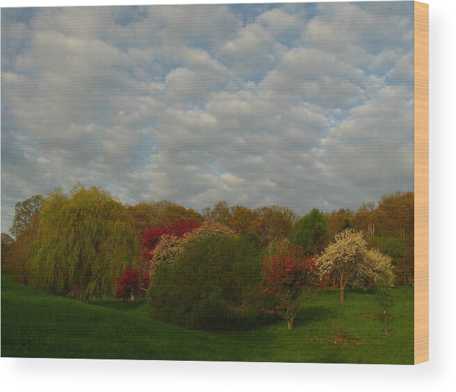 Spring Wood Print featuring the photograph Boston Arnold Arboretum by Juergen Roth