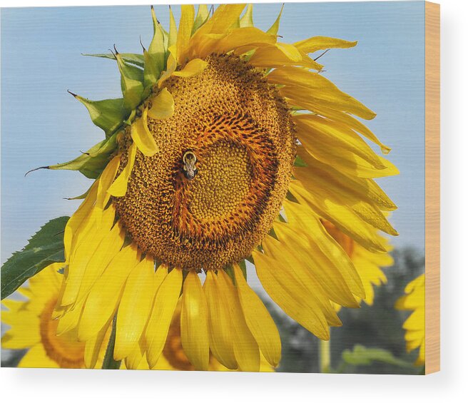 Sunflower Wood Print featuring the photograph Bowed Sunflower by Paula Ponath