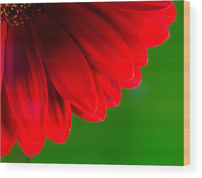 Red Chrysanthemum Flower Wood Print featuring the photograph Bright Red Chrysanthemum Flower Petals and Stamen by John Williams