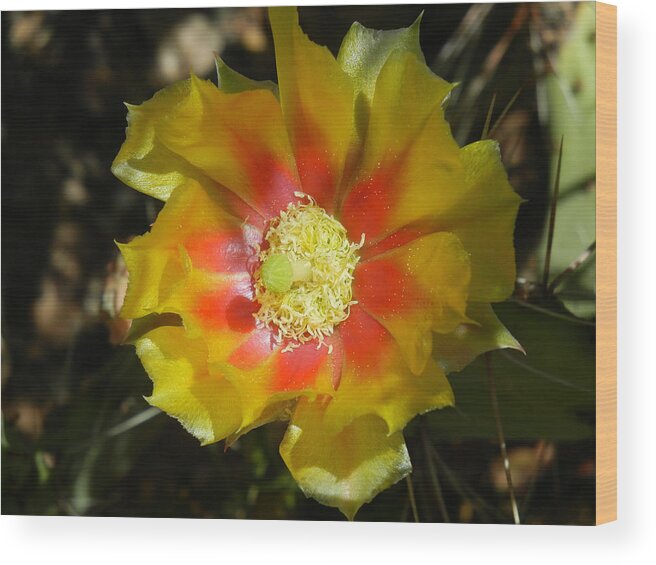 Flower Wood Print featuring the photograph Bright by Terry Ann Morris
