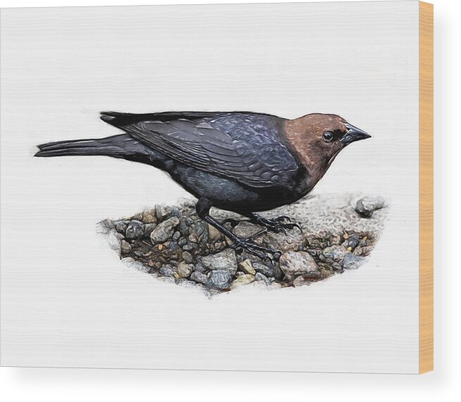 Bird Wood Print featuring the digital art Brown Headed Cowbird by Yuichi Tanabe