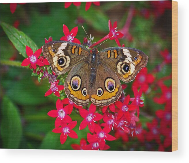 Buckeye Butterfly Wood Print featuring the photograph Buckeye on Pentas by Judy Wanamaker