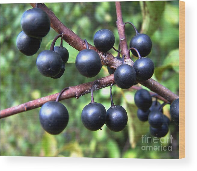 Fruit Wood Print featuring the photograph Buckthorn Berries by Scimat