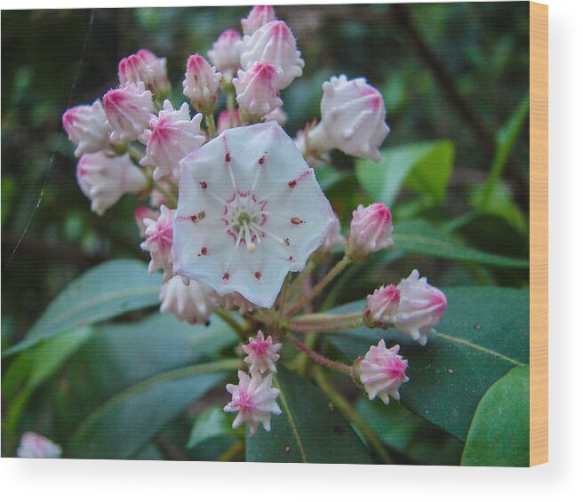 Flower Wood Print featuring the photograph Mountain Laurel by Carl Moore
