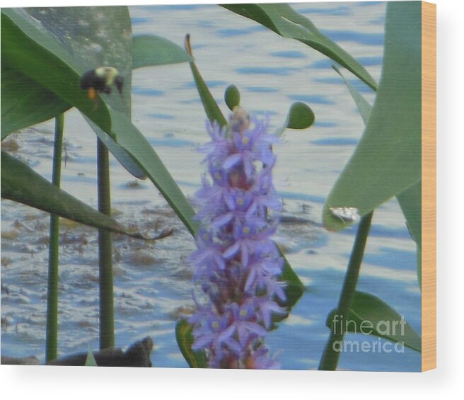 Bumblebee Wood Print featuring the photograph Bumblebee Pickerelweed Moth by Rockin Docks Deluxephotos