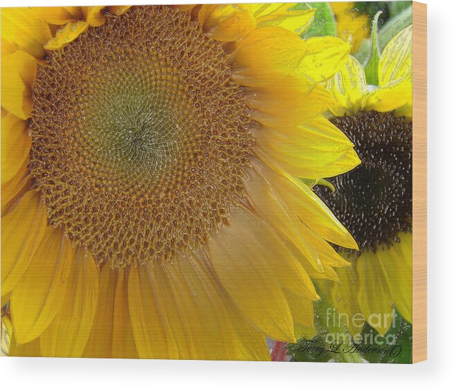 Sunshine Wood Print featuring the photograph Burst of Sunshine by Terry Anderson