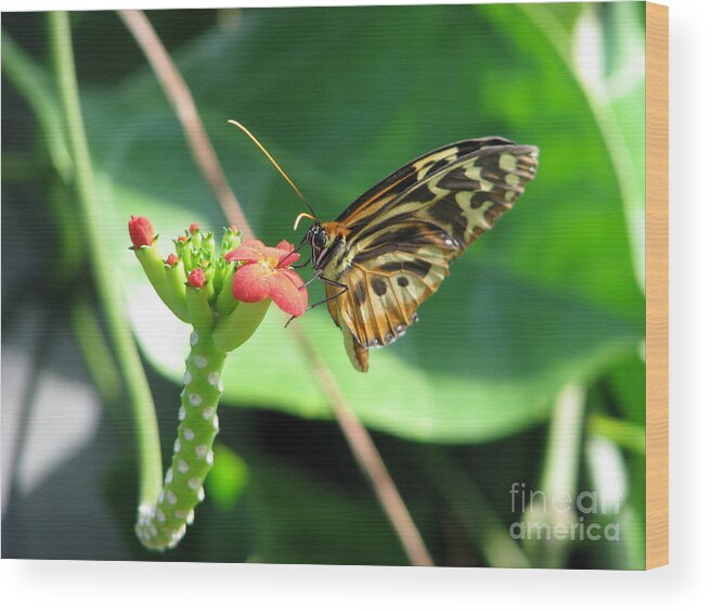 Butterfly Wood Print featuring the photograph Butterfly 2 by Michael Krek