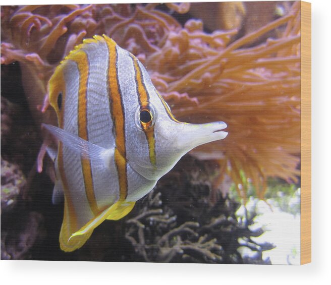 Butterflyfish Wood Print featuring the photograph Butterflyfish by BuffaloWorks Photography
