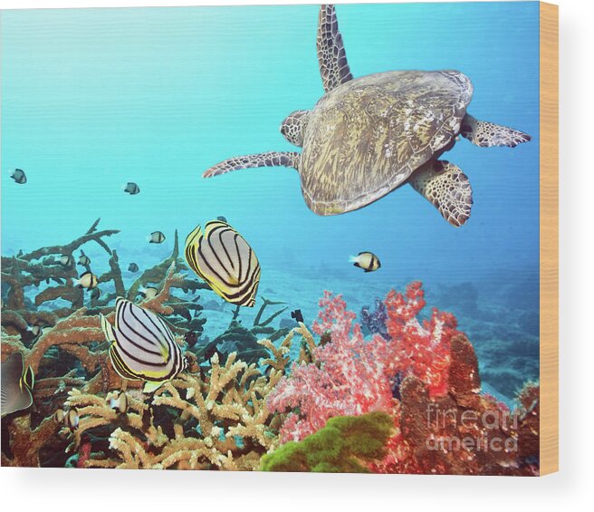 Butterflyfish Wood Print featuring the photograph Butterflyfishes and turtle by MotHaiBaPhoto Prints