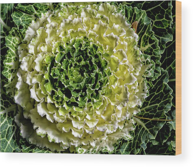 Cabbage Wood Print featuring the photograph Cabbage by Robert Ullmann