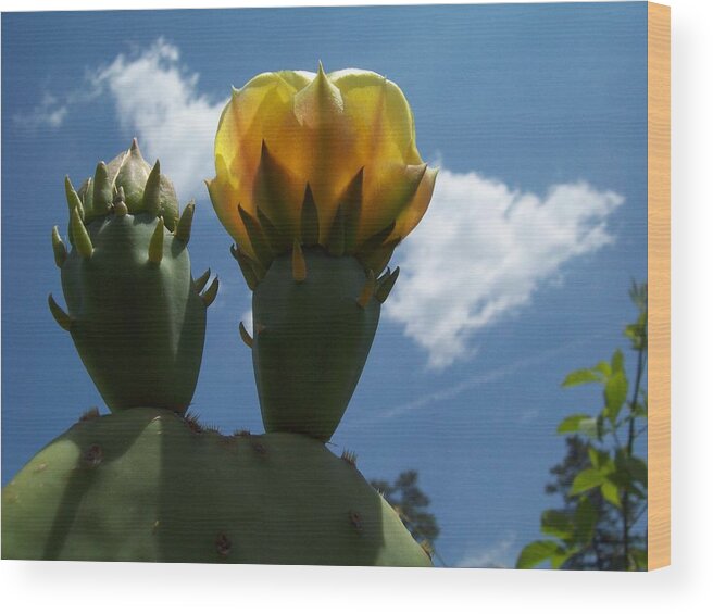 Cactus 2 Wood Print featuring the photograph Cactus beginning to Bloom by Robin Coaker