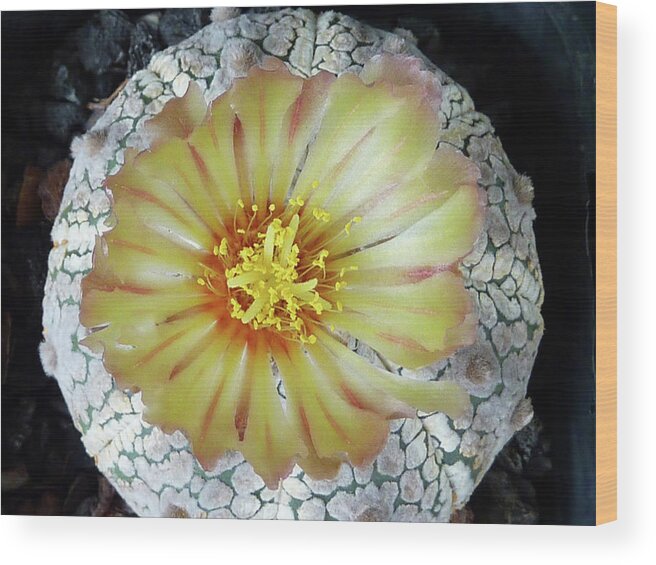 Cactus Wood Print featuring the photograph Cactus Flower 2 by Selena Boron
