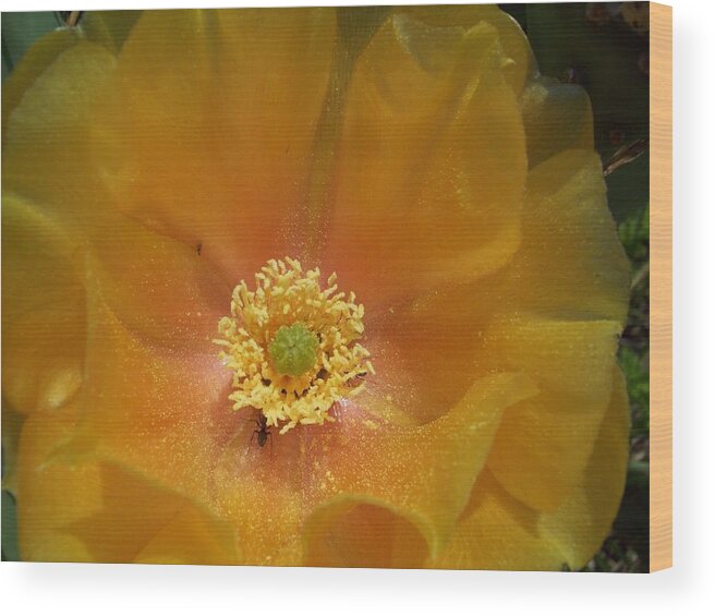 A Wonder In The Word Of Flowering Plants Wood Print featuring the photograph Cactus Flower Sharing Space by Robin Coaker