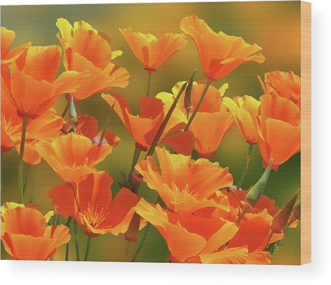 California Poppies Wood Print featuring the photograph California Sunshine by Gill Billington