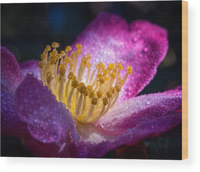 Camellia Wood Print featuring the photograph Camellia in Light and Shadow by Brad Boland