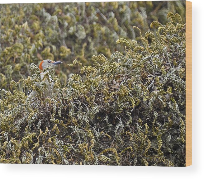 Red-bellied Woodpecker Wood Print featuring the photograph Camouflaged Red-bellied Woodpecker by Carolyn Marshall