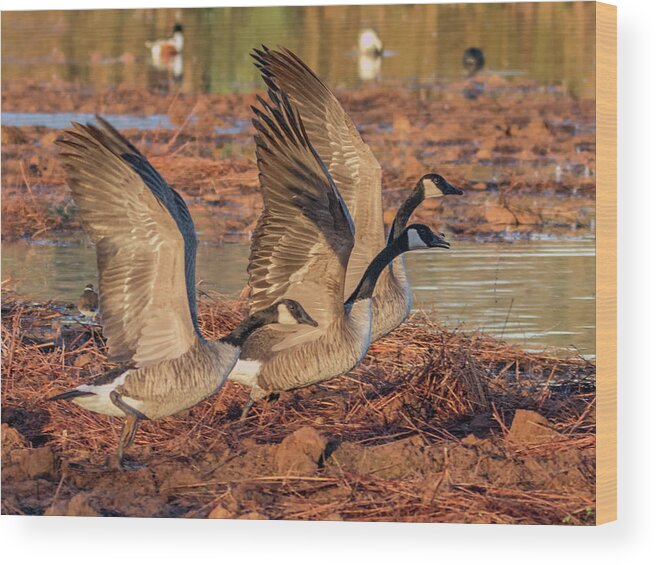 Canada Wood Print featuring the photograph Canada Geese 1698-011918-2cr by Tam Ryan