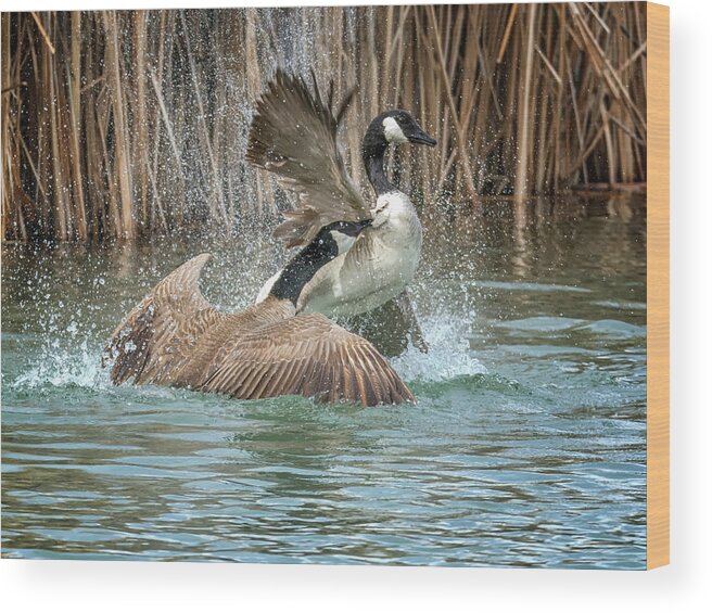Canada Wood Print featuring the photograph Canada Geese Chase 5031 by Tam Ryan