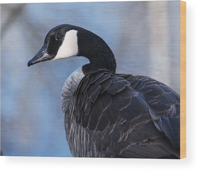Heron Heaven Wood Print featuring the photograph Canada Goose Preening 3 by Ed Peterson