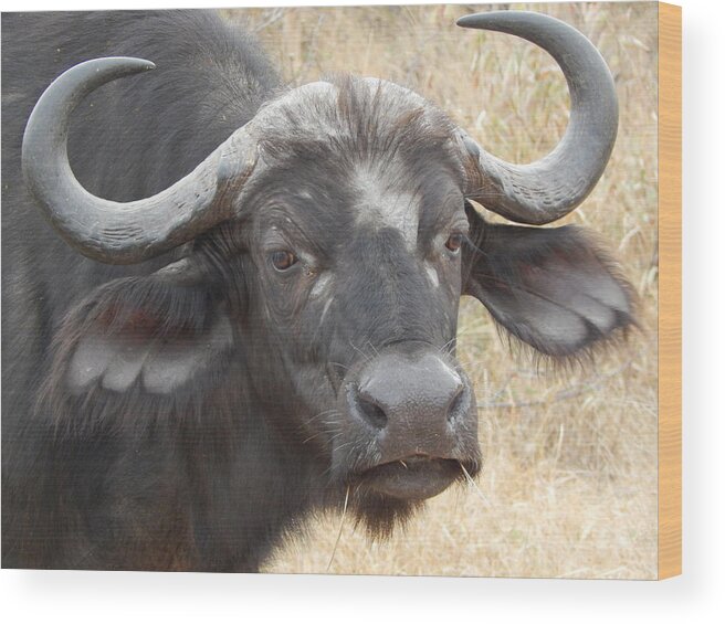 Buffalo Wood Print featuring the photograph Cape Buffalo by Patrick Murphy