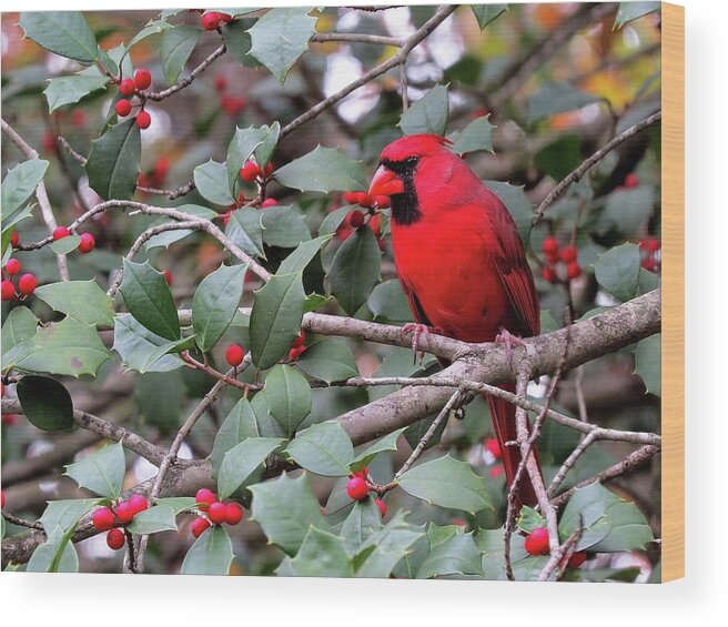 Male Cardinal Wood Print featuring the photograph Cardinal in Holly Tree by Linda Stern