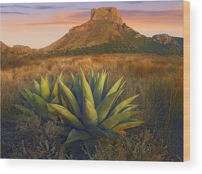 00175597 Wood Print featuring the photograph Casa Grande Butte With Agave by Tim Fitzharris