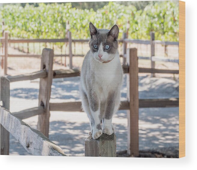 Cat Wood Print featuring the photograph Cat on a Wooden Fence Post by Derek Dean