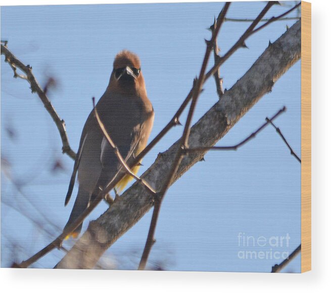 Lake Wood Print featuring the photograph Cedar Wax Wing on the Lookout by Barb Dalton