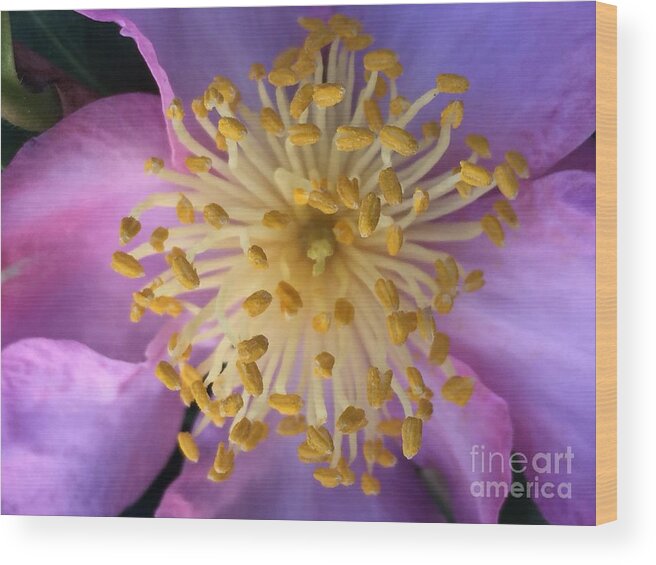 Flowers Wood Print featuring the photograph Charmed by Nona Kumah