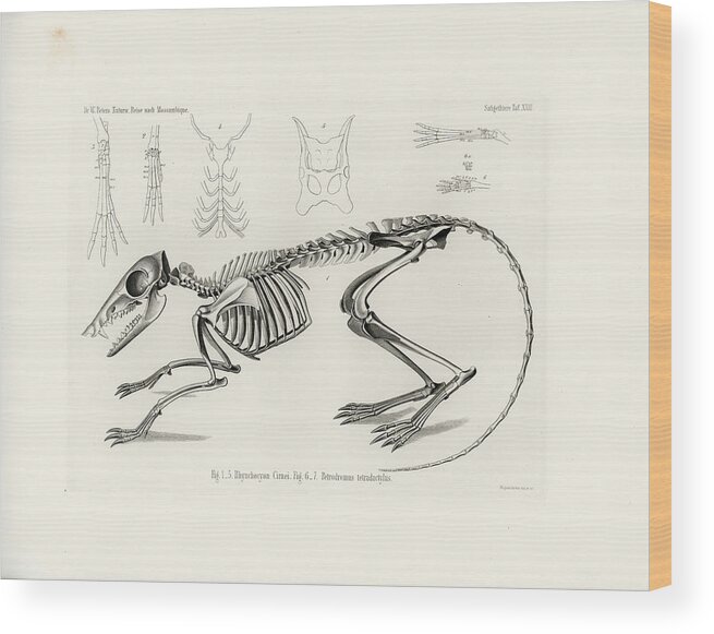Osteology Wood Print featuring the drawing Checkered Elephant Shrew skeleton by W Wagenschreiber