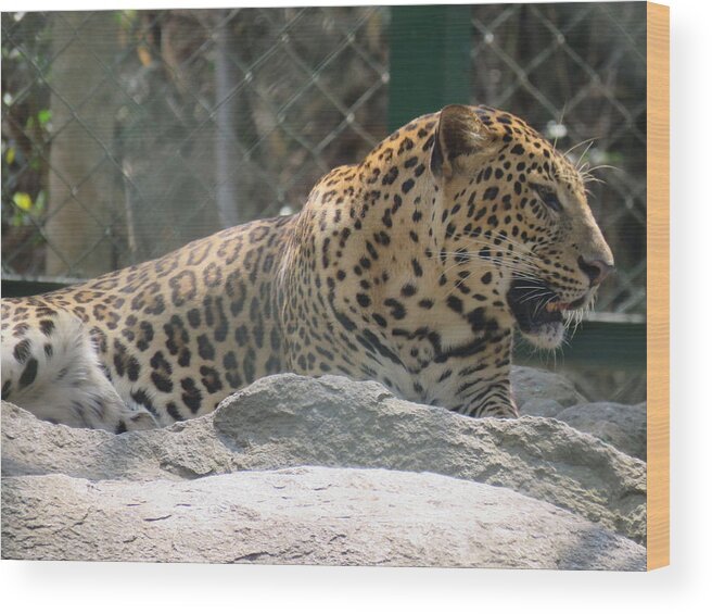 Leopard Wood Print featuring the photograph Cheetah by Utpal Datta