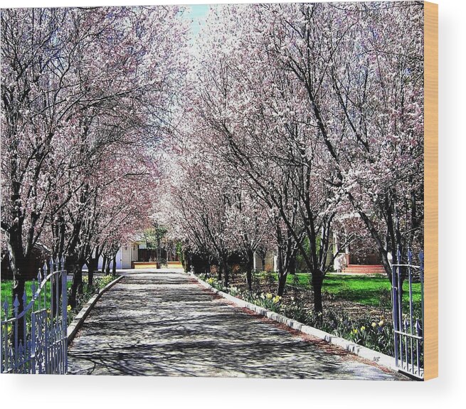 Nevada Wood Print featuring the photograph Cherry Blossoms by Will Borden