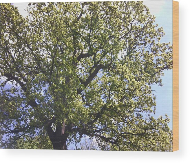 Chestnut Wood Print featuring the photograph Chestnut 1102 by Julia Woodman