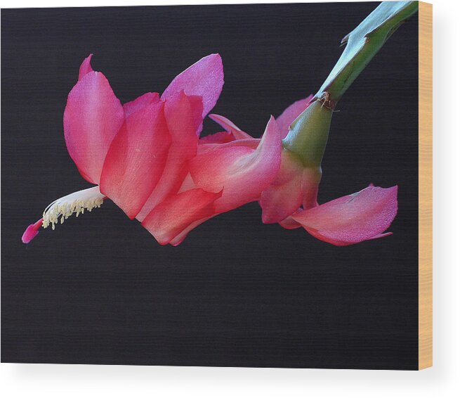 Christmas Wood Print featuring the photograph Christmas Cactus on Black by Farol Tomson