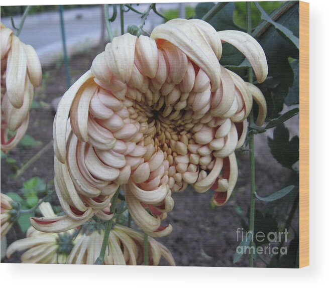 Chrysanthemum Wood Print featuring the photograph Chrysanthemum 14 by Padamvir Singh