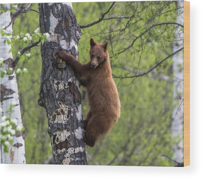 Bear Wood Print featuring the photograph Cinnamon Climb by Kevin Dietrich