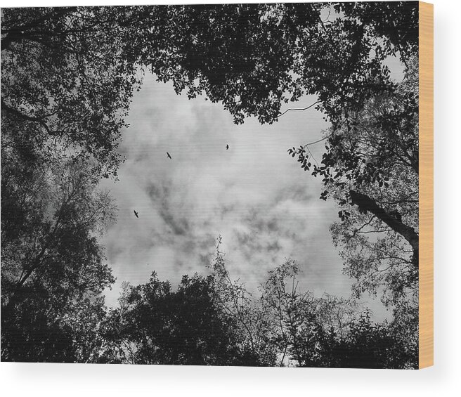 Crows Wood Print featuring the photograph Circling Overhead by Philip Openshaw