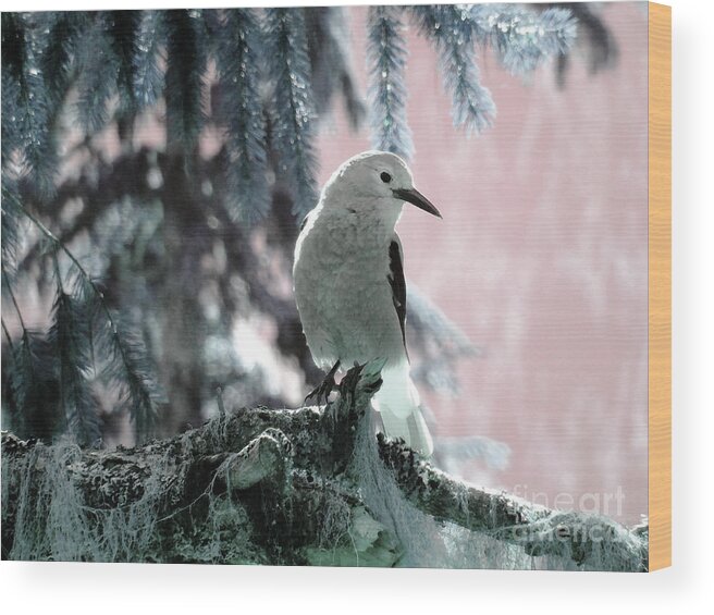 Bird Wood Print featuring the digital art Clark's Nutcracker by Ann Johndro-Collins