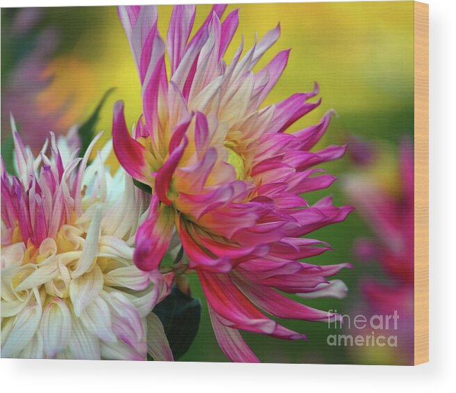 Dahlia Wood Print featuring the photograph Color Burst by Patricia Strand