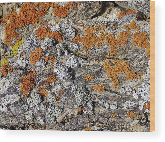 Colorado Wood Print featuring the painting Colorado Rock life by Alan Johnson
