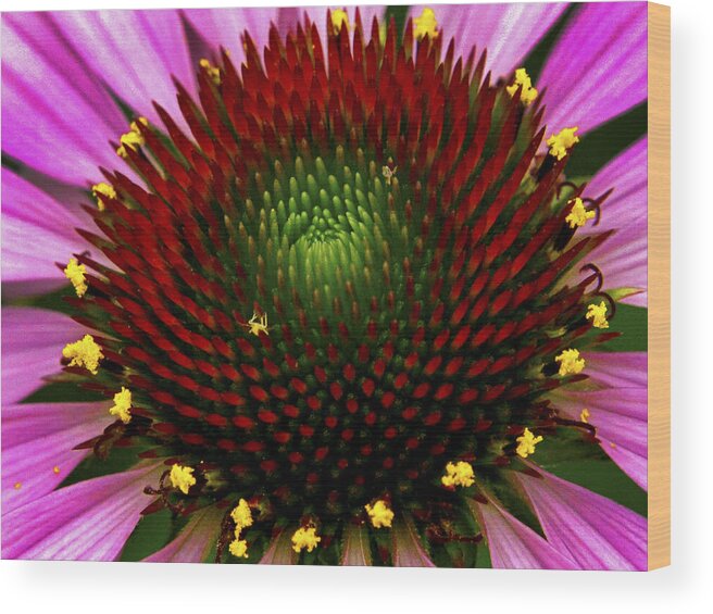Reds Wood Print featuring the photograph Coneflower by Paul W Faust - Impressions of Light