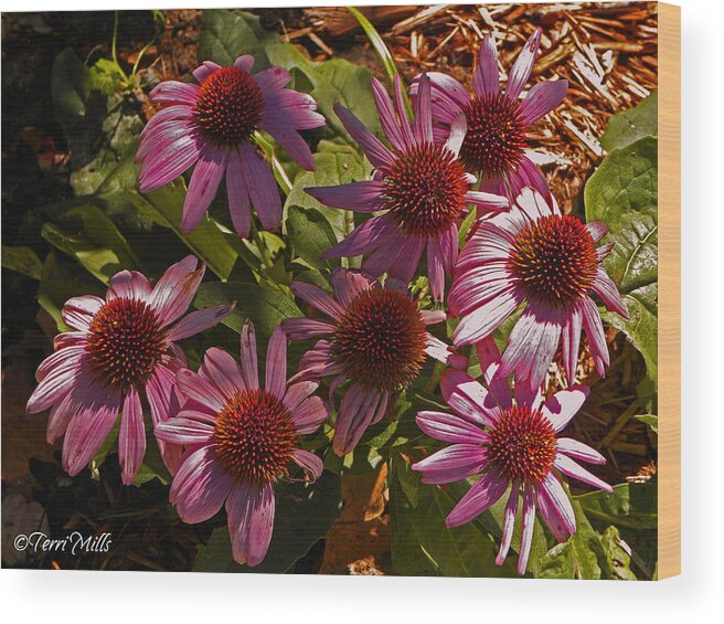 Wildflower Wood Print featuring the photograph Coneflower by Terri Mills