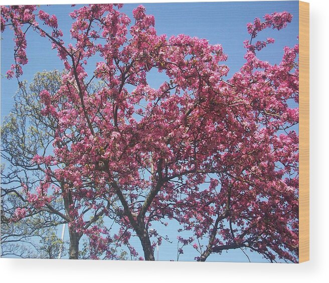 Cotton Candy Wood Print featuring the photograph Cotton Candy Tree by Judith Desrosiers