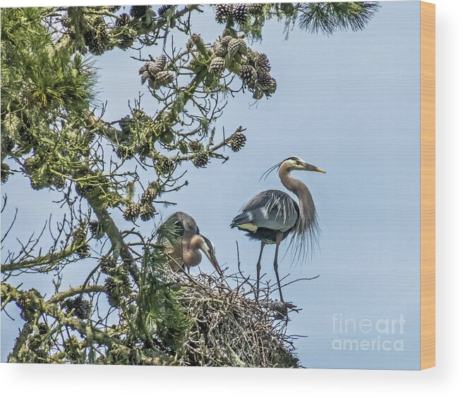 Great Blue Heron Wood Print featuring the photograph Great Blue Heron Couple by Kate Brown