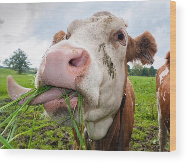 Cow Wood Print featuring the photograph Cow eating fresh grass by Matthias Hauser