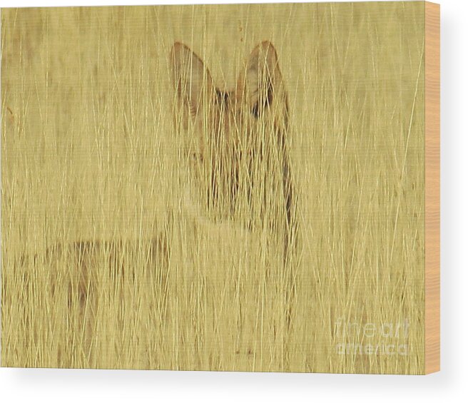 Coyote Wood Print featuring the photograph Coyote 1 by Christy Garavetto