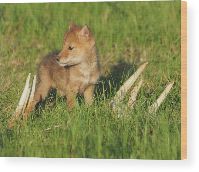 Coyote Coyotes Pup Pups Puppies Dog Dogs Wild Cute Cuties Cutie Baby Animal Animals Wildlife Critters Antlers Antler Sheds Shed Hunting Predator Predators Spring Springtime Beautiful Minnesota Cyrus Whitetail Whitetails Deer Prairie Wood Print featuring the photograph Coyote Pup and Antlers by James Peterson